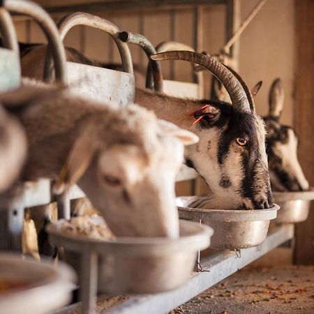 Bed&Breakfast Agroturizam Antunovic Kuna Pelješka Zewnętrze zdjęcie